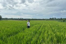Pemkab Pasaman Barat mencatat belum ada sawah kekeringan akibat el nino