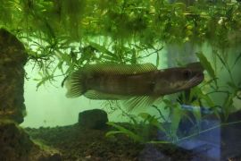 Ikan hias alam Kalimantan Tengah tembus pasar ASEAN