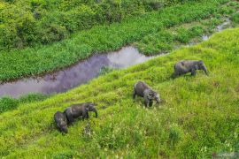 Jumlah Gajah Sumatera di kantong habitat Sugihan-Simpang Heran Page 1 Small