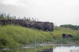 Jumlah Gajah Sumatera di kantong habitat Sugihan-Simpang Heran Page 2 Small