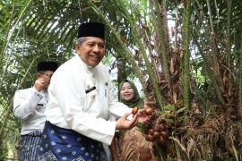 Wisata petik buah salak madu diSiak harus dikembangkan