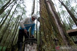 Upah buruh sadap getah pinus