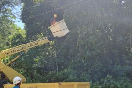 PLN dan Pemda Aceh Jaya "gerebek" penyulang jaga kehandalan listrik