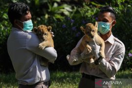Dua anak singa Kebun Binatang Surabaya