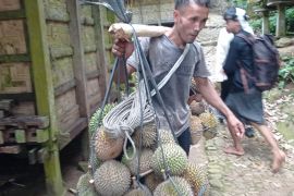 Ekonomi masyarakat Lebak Banten meningkat hasil buah durian yang melimpah