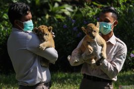 Two Bengal tiger cubs at Bandung Zoo die of panleukopenia