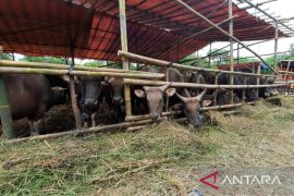 MUI Kabupaten Bekasi imbau warga pilih hewan kurban sehat