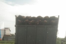 Jalan Provinsi Jambi lintas Sabak Rasau kembali macet parah