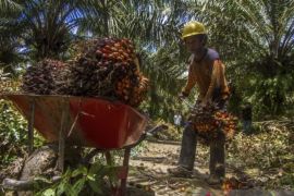 Pemprov Kalsel miliki 497.261 hektare lahan sawit