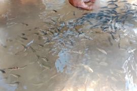 Gerakan bersih sungai dan tebar benih ikan demi kelestarian alam