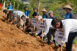 Musim kemarau tiba, petani di Temanggung mulai tanam tembakau