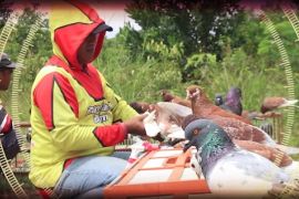 Penghobi merpati kolong semakin menjamur di Banjarbaru