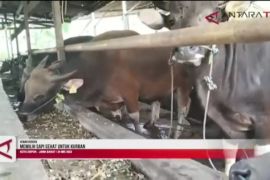Memilih sapi sehat untuk kurban