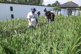 BPS Kepri mengerahkan 819 petugas sensus pertanian 2023