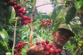 UI dampingi warga Manggarai Timur gelar Festival Kopi Lembah Colol