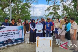 BKIPM Ambon  lepas liarkan ribuan kepiting bakau di Teluk Ambon
