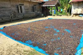 Harga biji kopi robusta di Kabupaten Lampung Barat melonjak