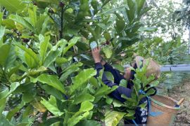 Kalimantan Selatan canangkan  "kota sejuta kopi"