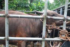 Pemprov Kepri pastikan kebutuhan sapi kurban di Pulau Bintan mencukupi