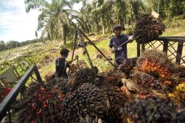 Akibat kemarau, nilai tukar petani Bengkulu melemah