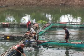 Kadis DKPP Banjar minta pembudidaya jaga kualitas air cegah kematian ikan di Mali-Mali