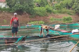 Belasan ton ikan keramba di Desa Mali-Mali mati, pembudidaya rugi ratusan juta