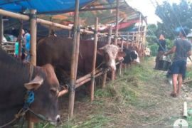 Stok hewan kurban Riau sambut Idul Adha aman