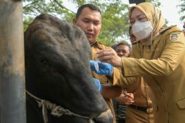 Bupati Purwakarta pastikan semua hewan kurban bebas dari penyakit LSD
