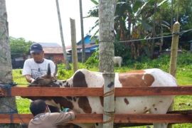 Menjadikan Maluku Utara sebagai  pemasok sapi di Indonesia timur