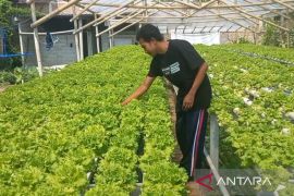Pemkab Madiun berdayakan sistem hidroponik untuk ketahanan pangan