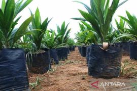 BPDPKS biayai petani sawit di Bangka remajakan tanaman seluas 55 ha