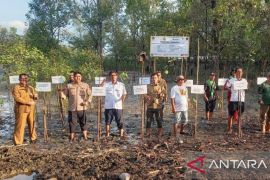 PT Timah - FPKL tanam 1.000 mangrove di Pantai Ambat Kaya