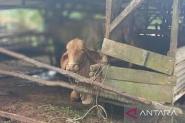 43 sapi di Babel terjangkit LSD