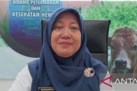 Dinpanpertan Bangka mencatat pasokan sapi sebanyak 716 ekor