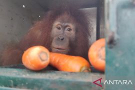 Empat orangutan Sumatera dipindahkan dari Sibolangit ke Jantho Aceh