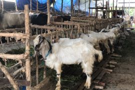 Baznas targetkan pengumpulan kurban mencapai 10.000 ekor
