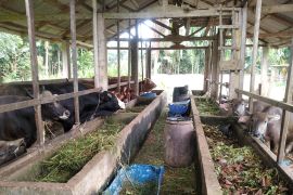 Peternak sapi di Tanjabtim keluhkan tes laboratorium mahal