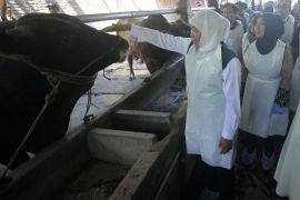 E Java Governor ensures sacrificial animals get LSD vaccine