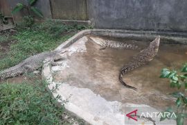 Buaya Ciamis dan Cirebon pindah ke Taman Safari Bogor