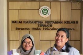 Cokelat Sulamina asal Malut kian diminati masyarakat  Inggris