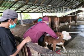 Pemkab Batang intensifkan pengawasan hewan ternak jelang  Idul Adha
