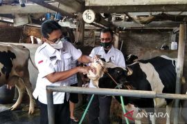Dinas Pertanian Kudus belum temukan hewan ternak  berpenyakit