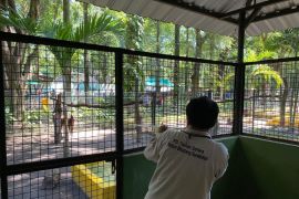 Manajemen KBS tunggu informasi vaksinasi "booster" LSD dari DKPP