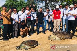 Wamen LHK dan BKSDA lautkan 64 penyu sitaan Polda Bali