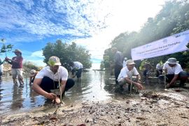 PLN NTT tanam 2.000 bibit bakau di empat wilayah pesisir NTT