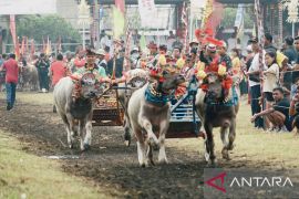 Bupati Jembrana khawatir bibit kerbau makepung langka