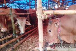 Pemkab Karawang terjunkan ratusan petugas cek kesehatan hewan kurban