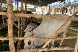 DKPP Sumsel sebut persediaan hewan kurban capai 27.000 ekor