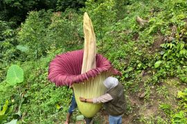 Bunga bangkai dengan tinggi 2,55 meter mekar sempurna di Sitingkai Agam