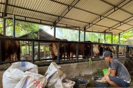 Presiden Jokowi sumbang sapi kurban seberat 840 kilogram untuk Jambi